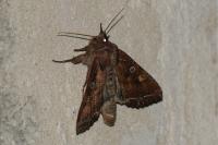 Lacanobia oleracea