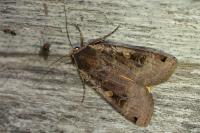 Noctua pronuba