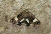 Tyta luctuosa