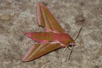 Deilephila elpenor