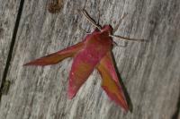 Deilephila porcellus