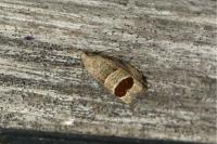 Notocelia uddmanniana