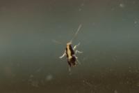 Monopis obviella