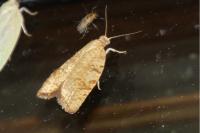 Aleimma loeflingiana