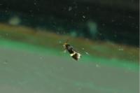 Stigmella