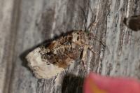 Hedya nubiferana