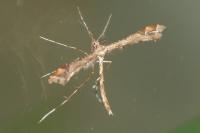 Amblyptilia acanthadactyla