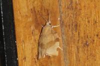 Pandemis cerasana