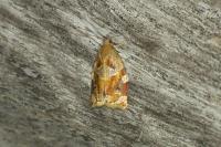 Archips xylosteana