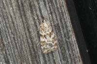 Scoparia pyralella