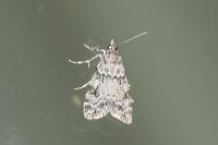 Scoparia