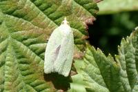 Tortrix viridana