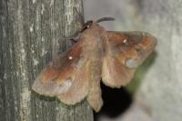 Dendrolimus pini pini