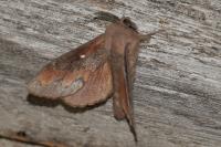 Dendrolimus pini pini