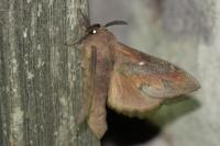 Dendrolimus pini pini