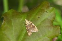 Aleimma loeflingiana