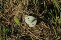 Pieris rapae
