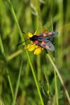 Zygaena loti