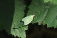 Tortrix viridana