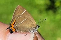 Satyrium w-album