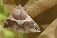 Dysgonia algira
