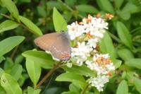 Satyrium ilicis