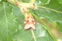 Archips xylosteana