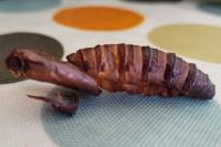 Cossus cossus
