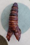 Cossus cossus