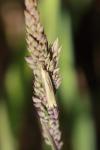 Crambus