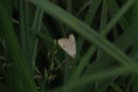 Rivula sericealis