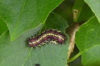 Aglaope infausta