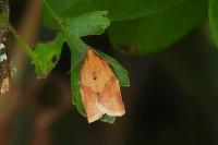Clepsis consimilana