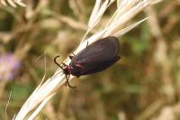Aglaope infausta