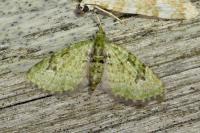 Chloroclystis v-ata