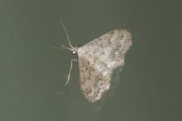 Idaea seriata