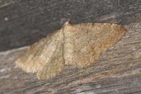 Philereme vetulata