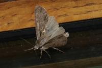 Acronicta sp (psi/tridens)