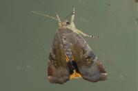 Noctua janthe/janthina