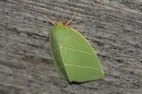 Bena bicolorana
