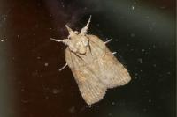 Nycteola revayana