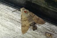 Macroglossum stellatarum
