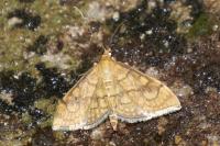 Anania verbascalis