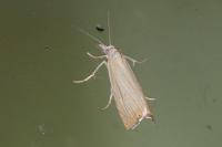 Chrysoteuchia culmella