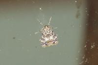 Eudonia lacustrata