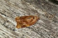 Ditula angustiorana