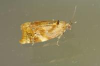 Ditula angustiorana
