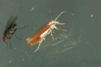 Ypsolopha parenthesella