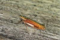 Ypsolopha parenthesella