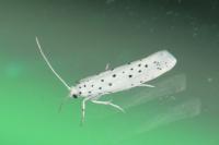 Yponomeuta